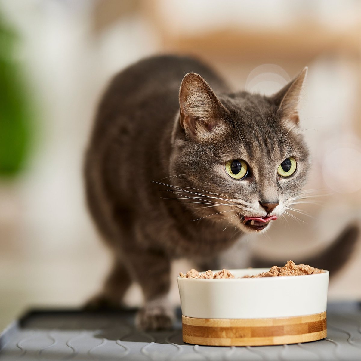 9 Lives Meaty Pate with Real Ocean Whitefish Canned Cat Food