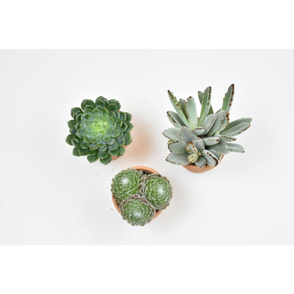 Altman Plants 2.5 in. Assorted Succulent 3-Pack in Terra Cotta Clay Pot 0872531