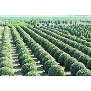 Online Orchards 1 Gal. Green Velvet Boxwood Evergreen Shrub 2-Plants EGBX003