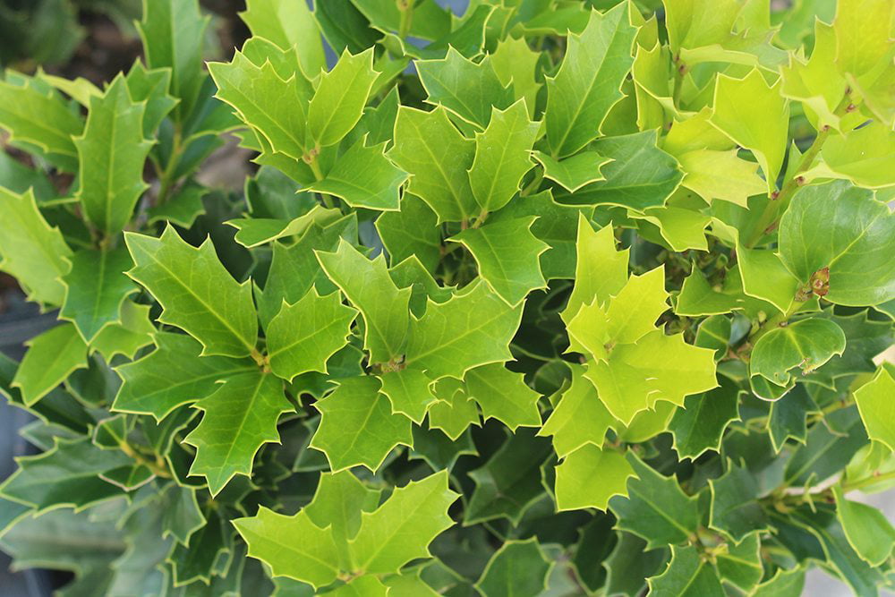 1 Gal. Oak Leaf Holly - Fast Growing Privacy Hedge