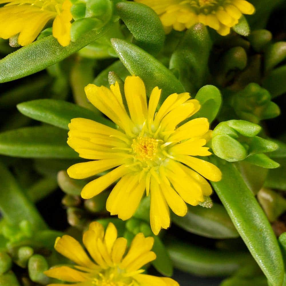 METROLINA GREENHOUSES 2.5 Qt. Wheels of Wonder Golden Yellow Trailing Ice Plant 70645