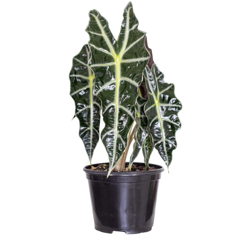 United Nursery Live Alocasia Polly 'African Mask' Houseplant in 6 in. Grower Pot ALOPLY6GP