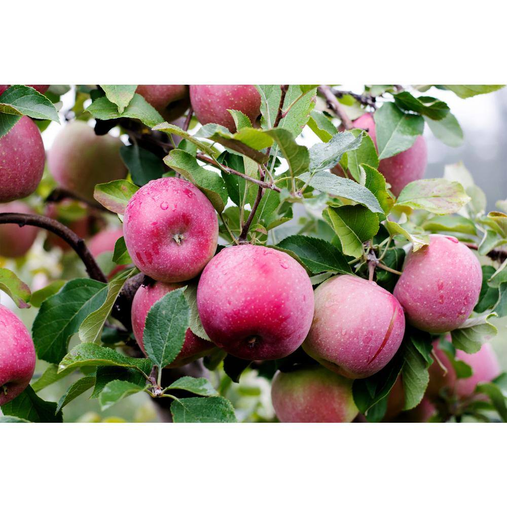 Online Orchards 3 ft. Red McIntosh Apple Tree with Scarlet Splashed Tart Fruit Great for Eating and Baking FTAP209