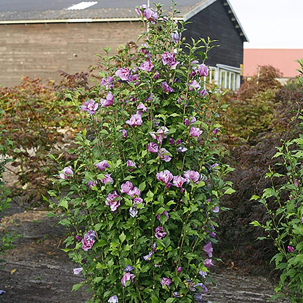 PROVEN WINNERS 2 Gal. Purple Pillar Rose of Sharon (Hibiscus) Plant with Purple Flowers 14762