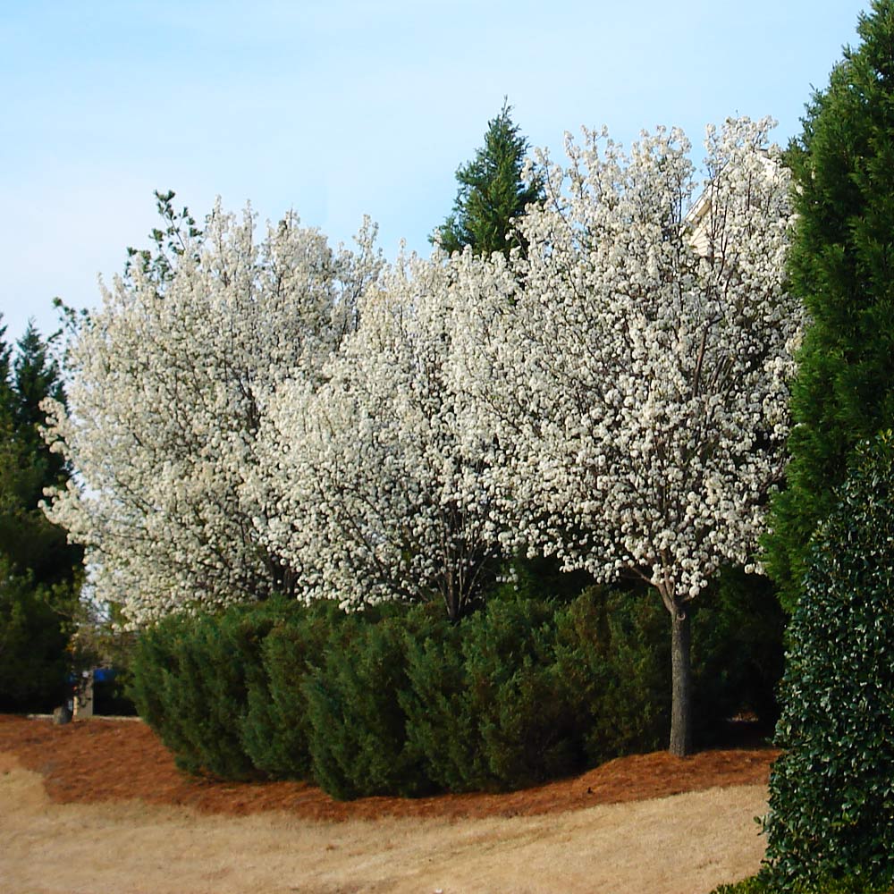 Cleveland Pear Tree