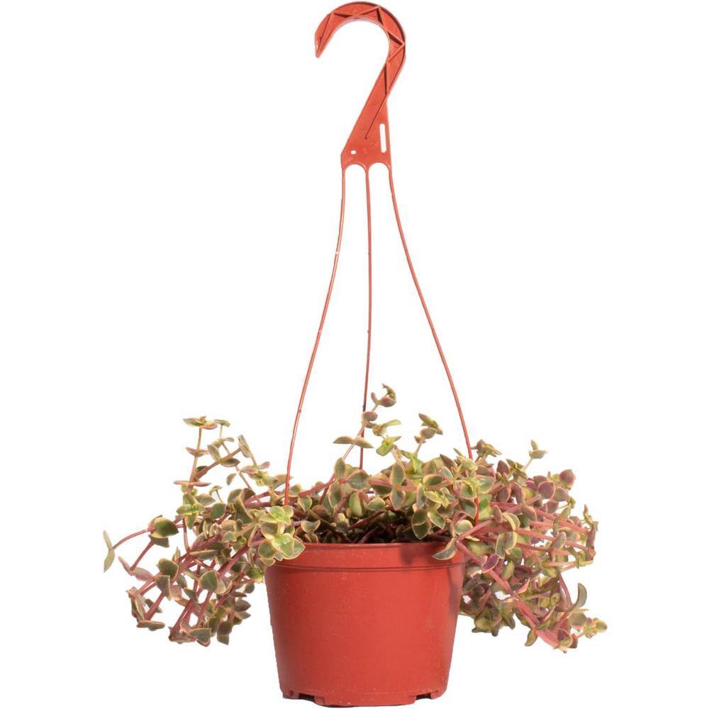 Shop Succulents Calico Kitten Hanging Succulent Crassula Pellucida Variegata Fully Rooted Live 6 in. Succulent Plant with Hanger 1-KITTEN-6