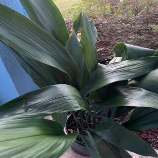 OnlinePlantCenter 3 gal. Green Cast Iron Aspidistra Shrub A407G3