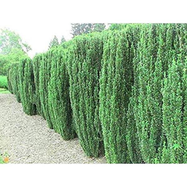 Online Orchards 1 Gal. Sky Pencil Japanese Holly Shrub Columnar Evergreen Especially Elegant in Containers and as Hedges EGHY001