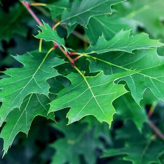 5 Gal. Northern Red Oak Deciduous Shade Tree OAKNOR05G