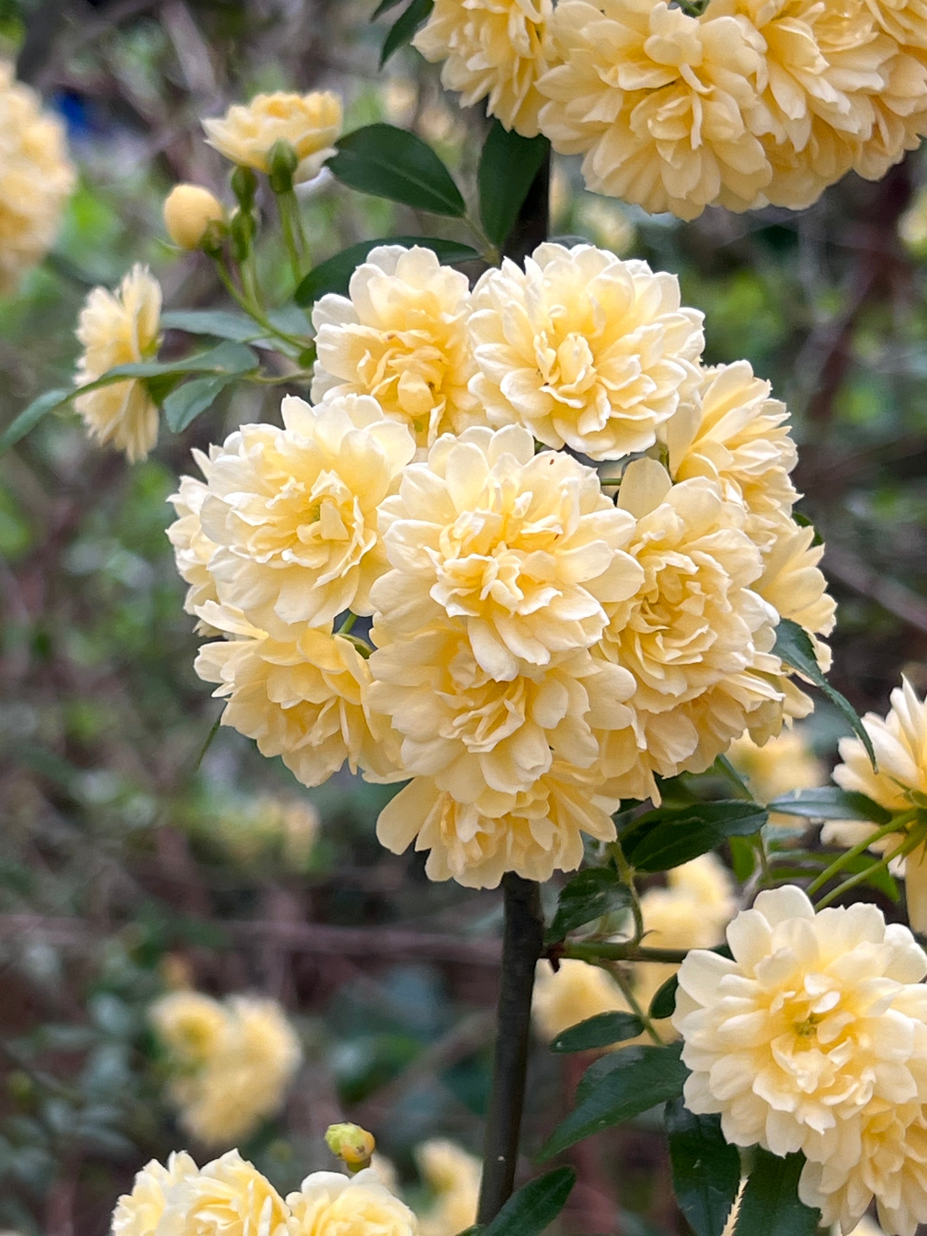 Yellow Lady Banks Rose