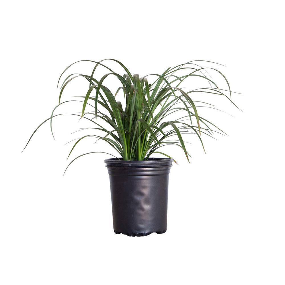 FLOWERWOOD 2.5 Qt. Super Blue Lily Turf (Liriope) Grass with Violet Purple Flower Spikes in Summer 4013Q