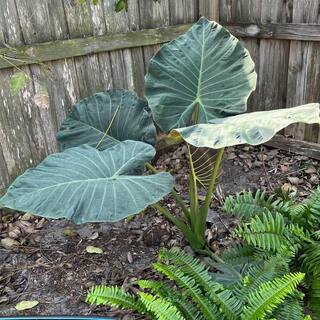 OnlinePlantCenter 3 Gal. Regal Shields Elephant Ear (Alocasia) Plant in 10 in. Black Nursery Pot ALOC0202G3