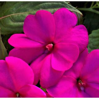 SunPatiens 1 Qt. Compact Purple SunPatiens Impatiens Outdoor Annual Plant with Purple Flowers in 4.7 in. Grower's Pot (4-Plants) DC1QSUNPUR4