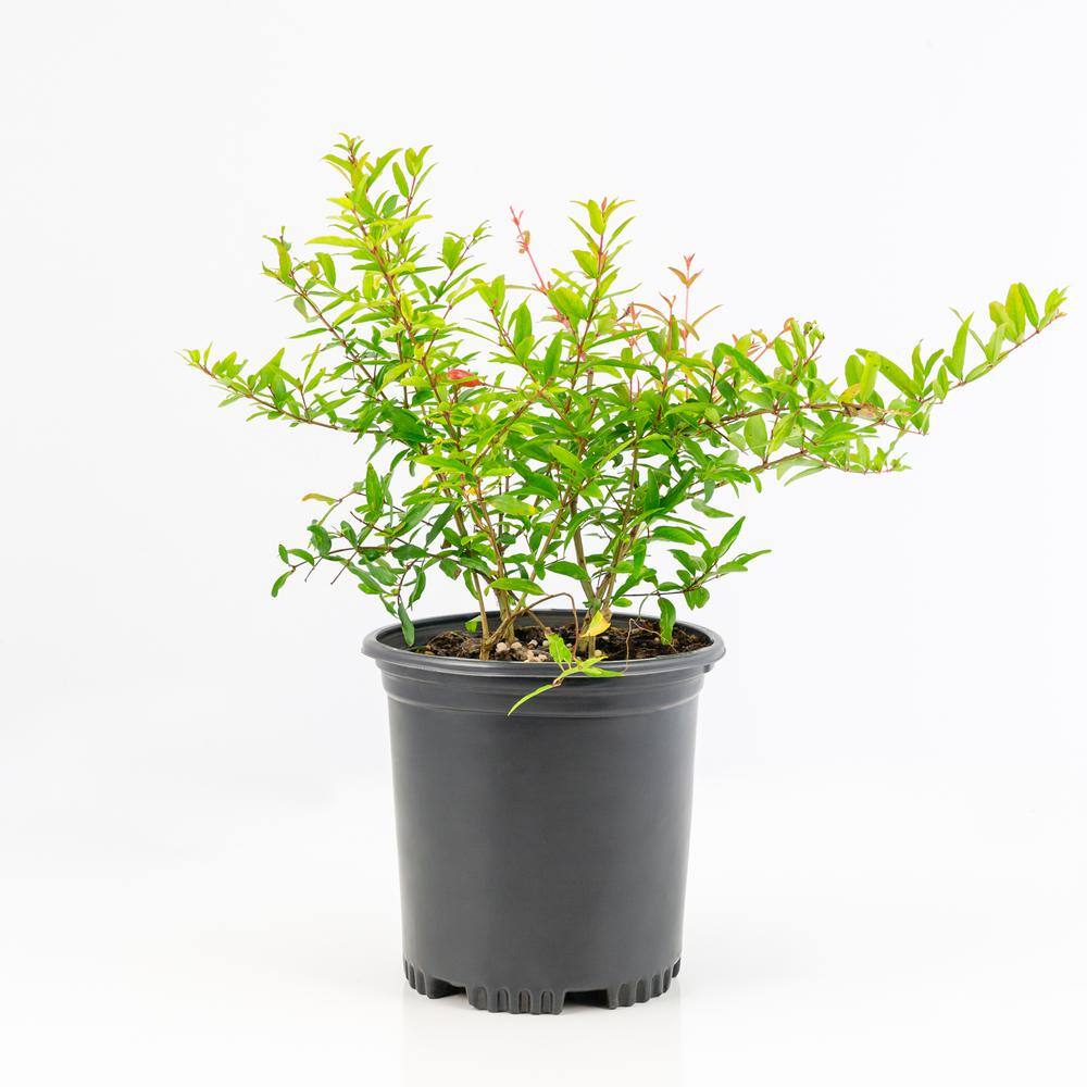 national PLANT NETWORK 2.5 Qt. Dwarf Pomegranate Punica Granatum Plant With Orange Blooms in Grower Pot HD7225