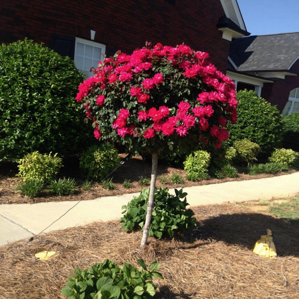 Knock Out® Rose Tree