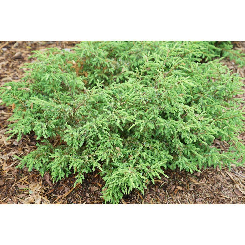 PROVEN WINNERS 1 Gal. Tortuga Juniper (Juniperus) Live Plant Evergreen Foliage JUNPRC1016101
