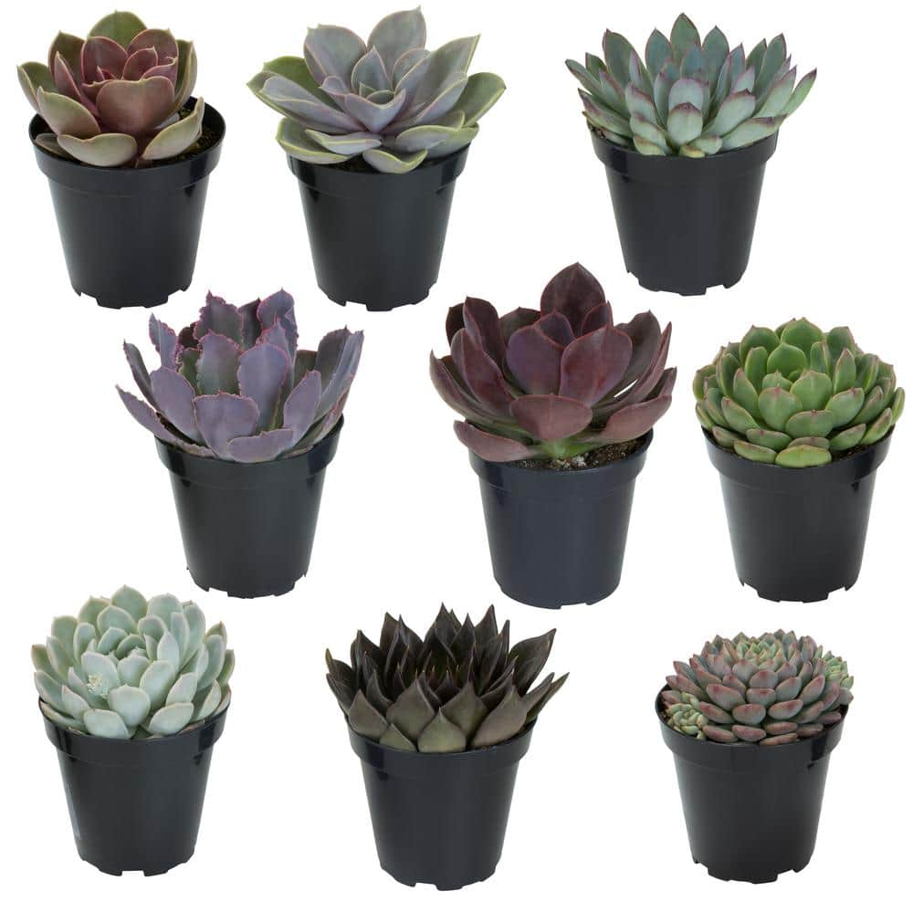 SMART PLANET 3.5 in. Echeveria Collection (9 PK) 0883240