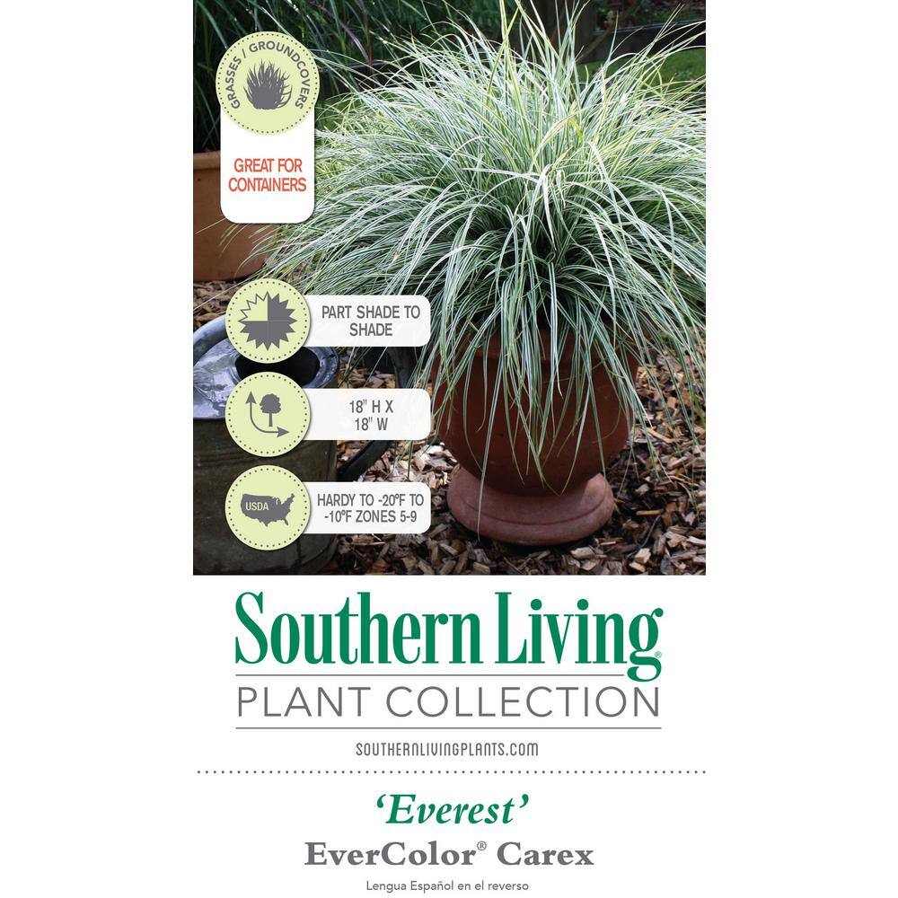 SOUTHERN LIVING 2.5 Qt. Evercolor Everest Carex (Sedge Grass) Live Perennial with White Striped Green Foliage 0728Q