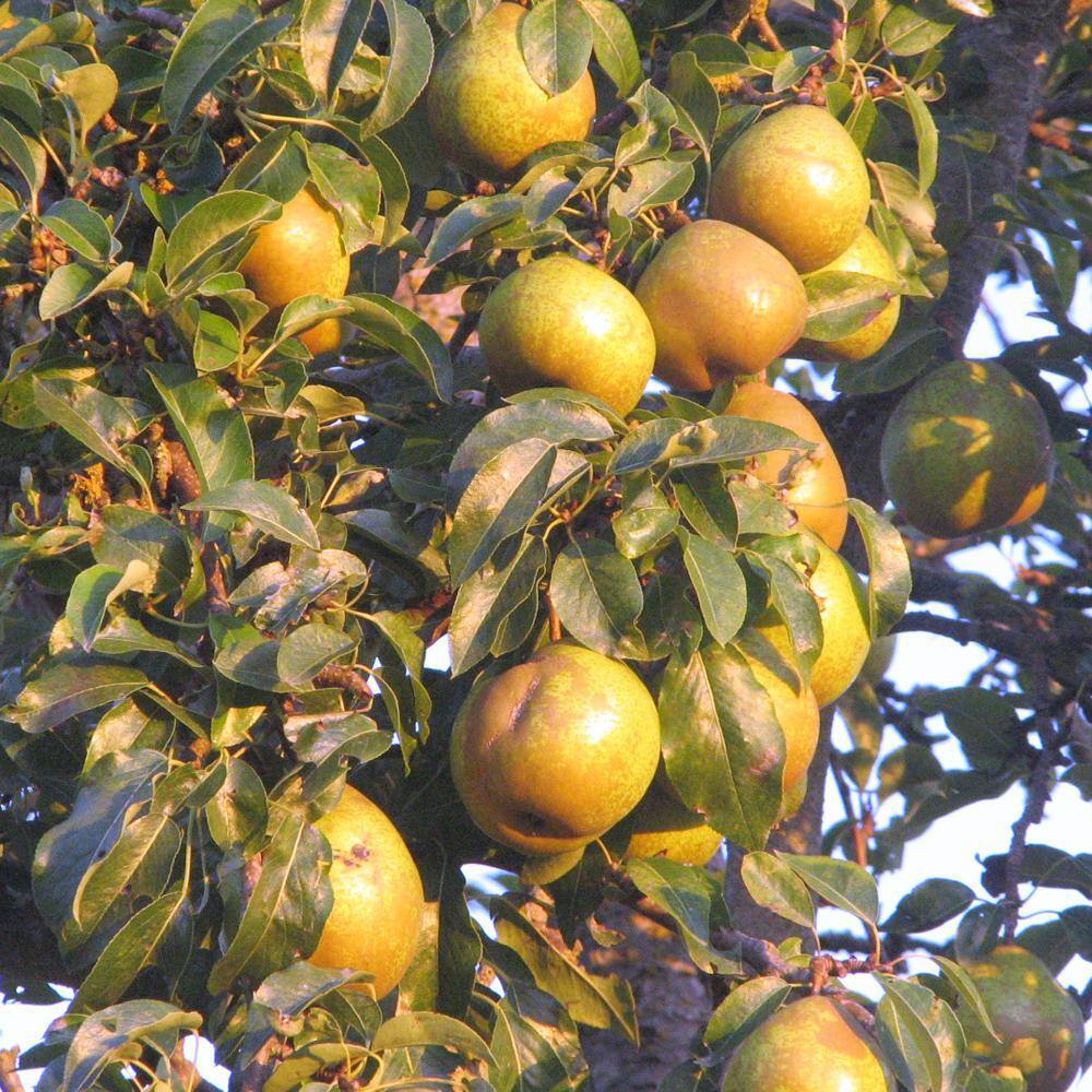 Southern Living 7 Gal. Orient Pear Tree PEAORI07G