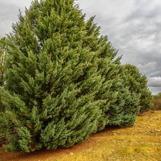 Perfect Plants 3 Gal. Carolina Sapphire Cypress Tree (2-Pack) THD00407