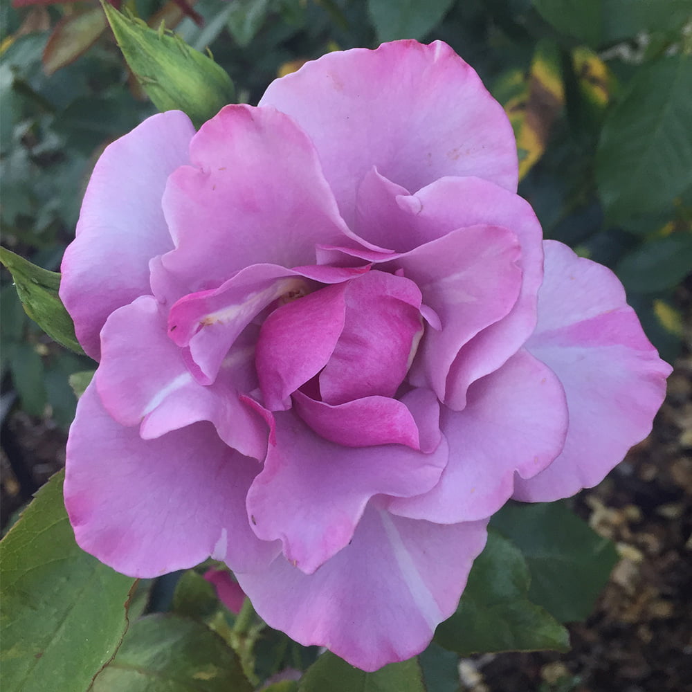 Heirloom Roses - Blueberry Hill Shrub Rose Plant - Lavender Colored Live Plant