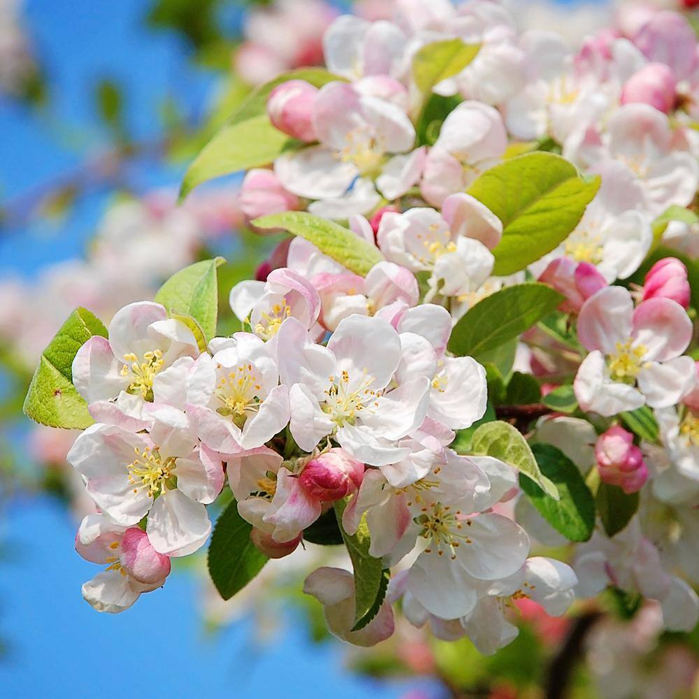 5 Gal. Sugar Tyme White Flowering Crabapple Tree CRASUG05G