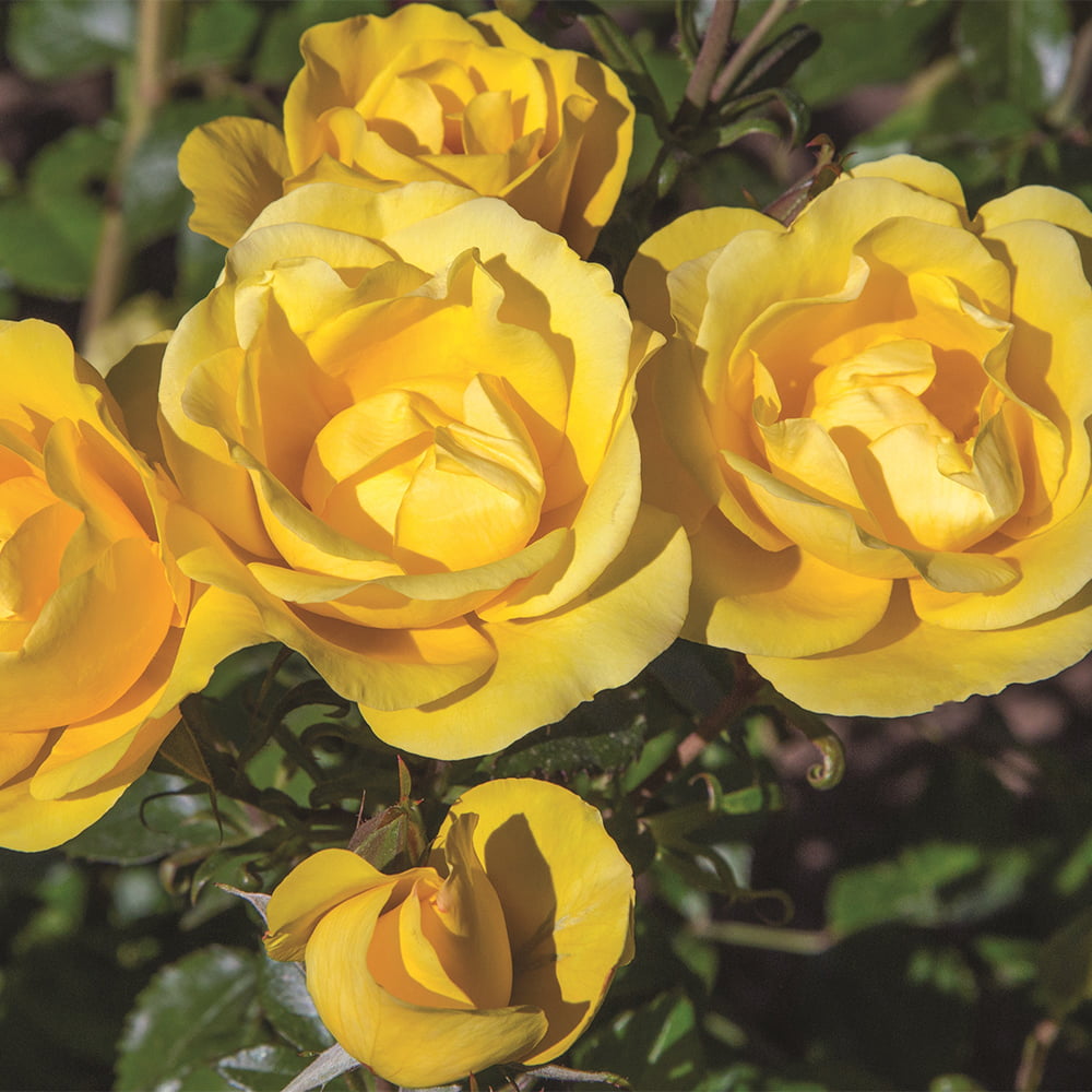 2g Bloomables Rose Gilded Sun Live Shrub