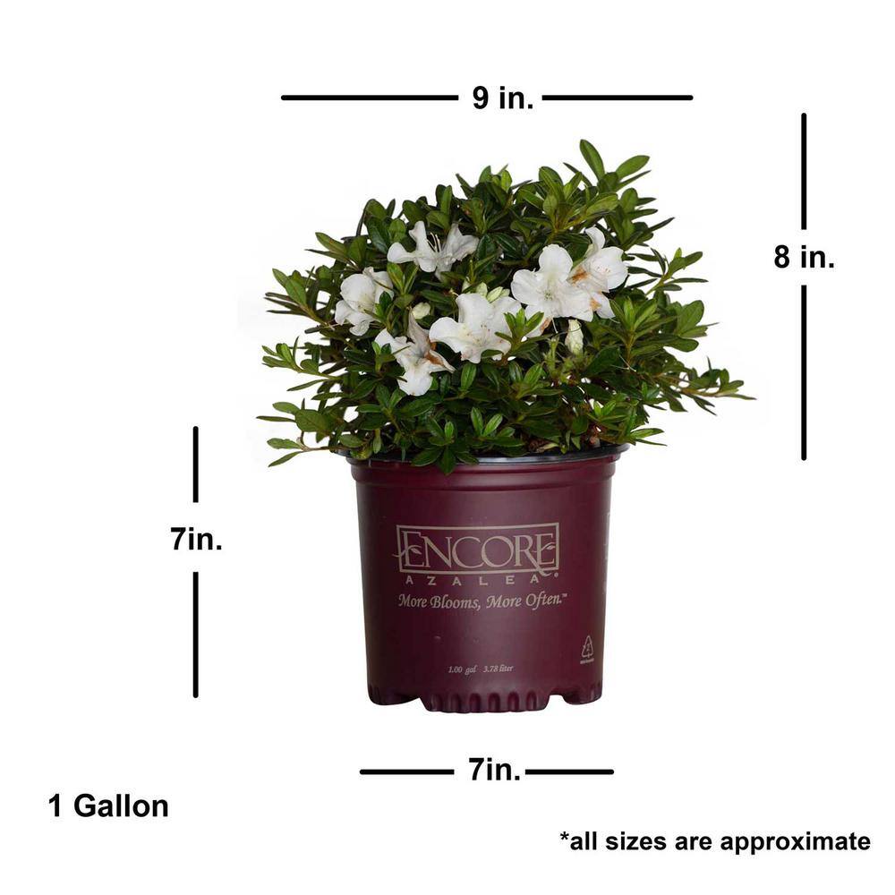 ENCORE AZALEA 1 Gal. Autumn Ivory Reblooming Dwarf Azalea Shrub with White Flowers 80431