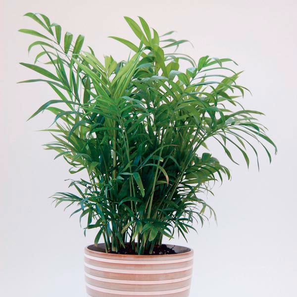 Wekiva Foliage - Neanthe Bella Parlor Palm - Live Plant in a 6 inch Pot - Chamaedorea Elegans - Beautiful Clean Air Indoor Houseplant