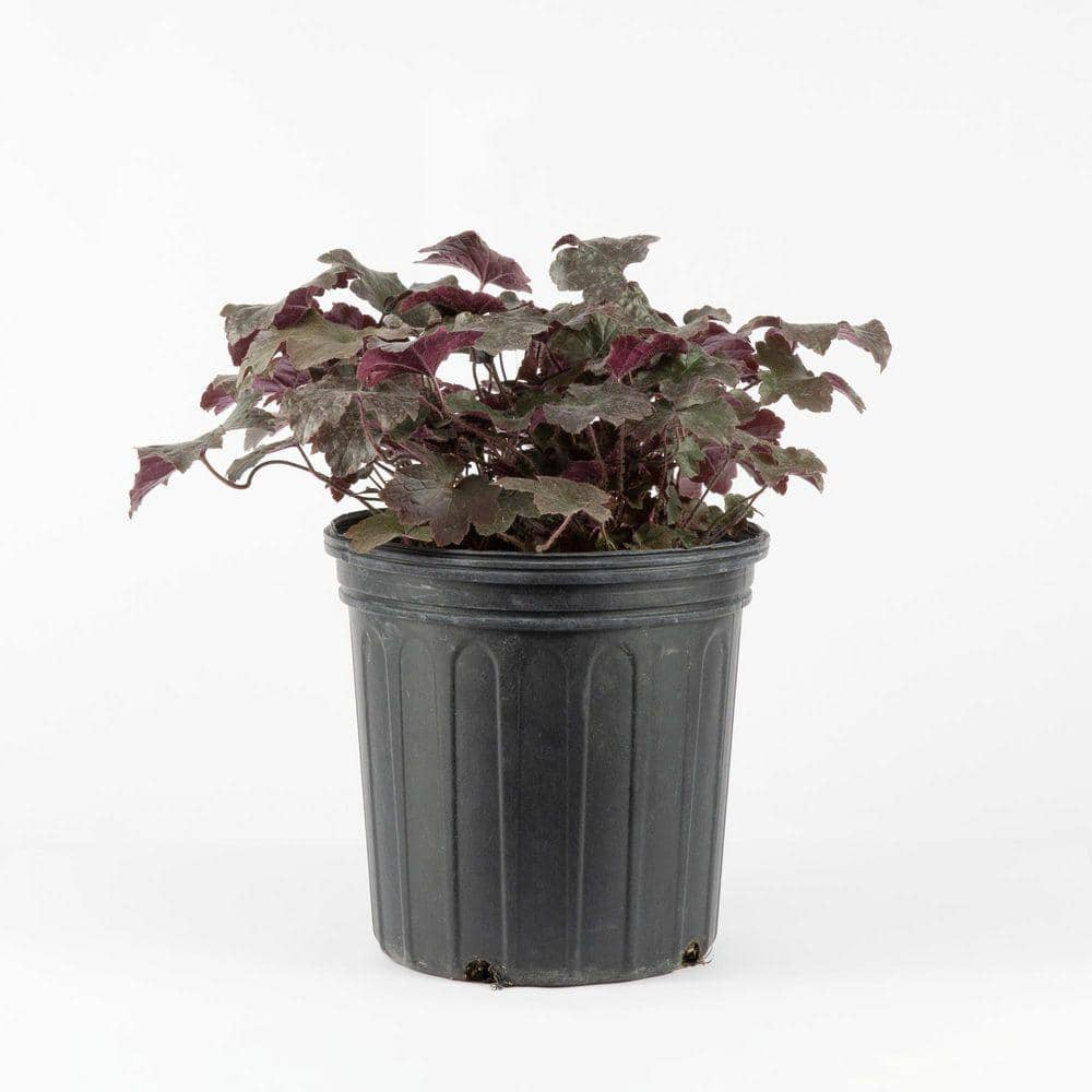 2 Gal. Blackout Coral Bells (Heuchera) Live Perennial Plant Near Black Foliage DGPRH022