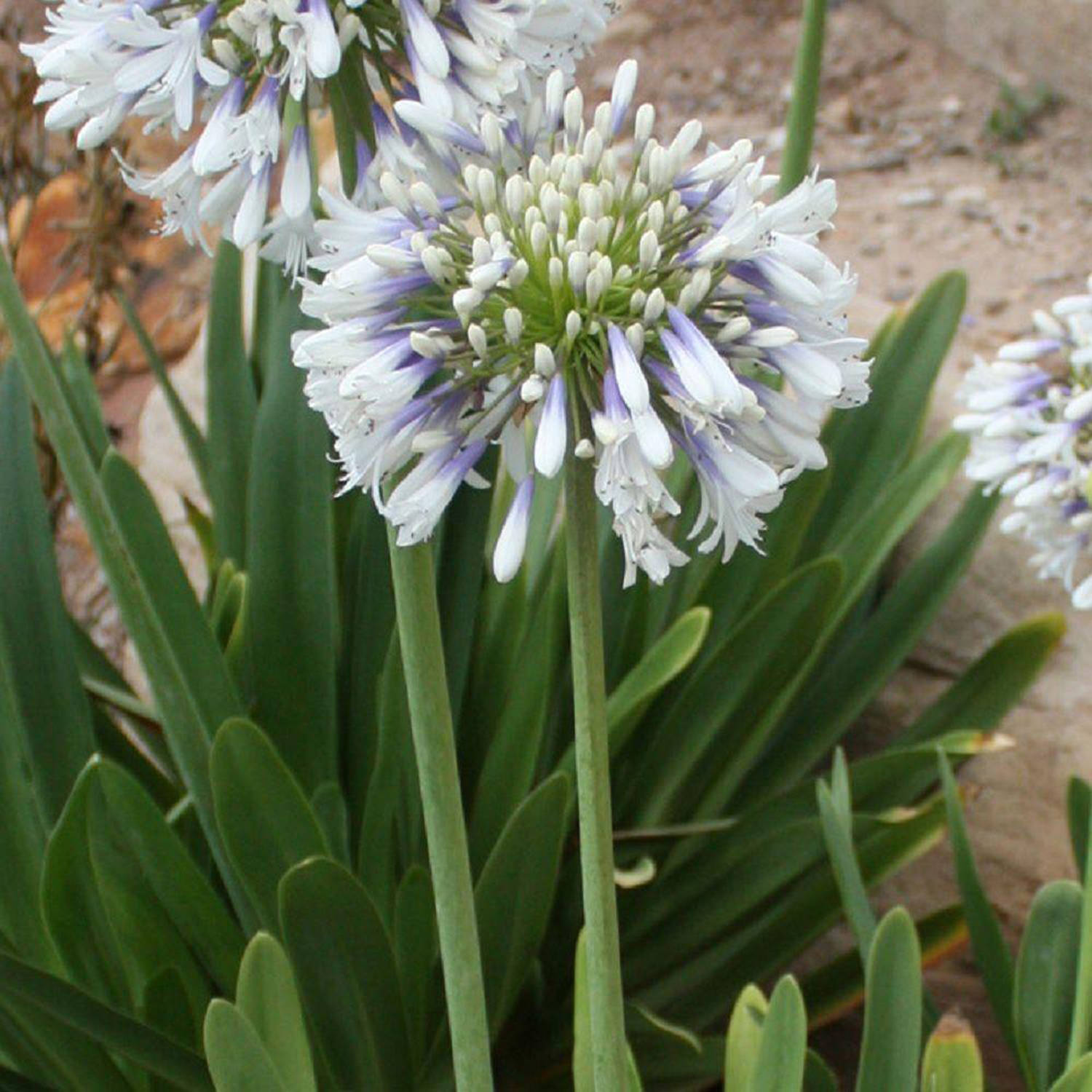 Queen Mum Agapanthus 'Lily of the Nile' (2.5 Quart) Flowering Perennial with White and Violet Blooms - Full Sun Live Outdoor Plant - Southern Living Plant Collection