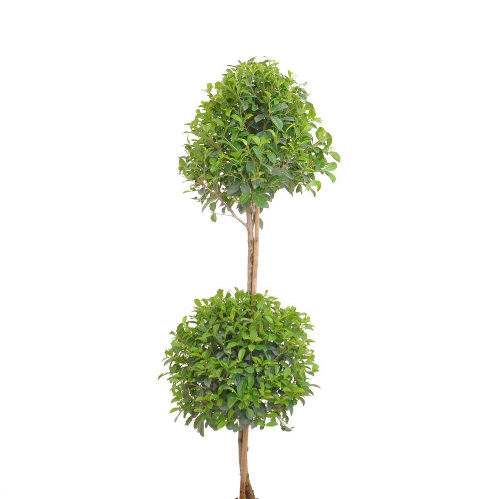 United Nursery Eugenia Myrtifolia Topiary Shipped in 9.25 inch Grower Pot 20262