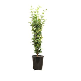 Alder  Oak 5 Gal. Staked Star Jasmine Evergreen Vine Plant TRJS05