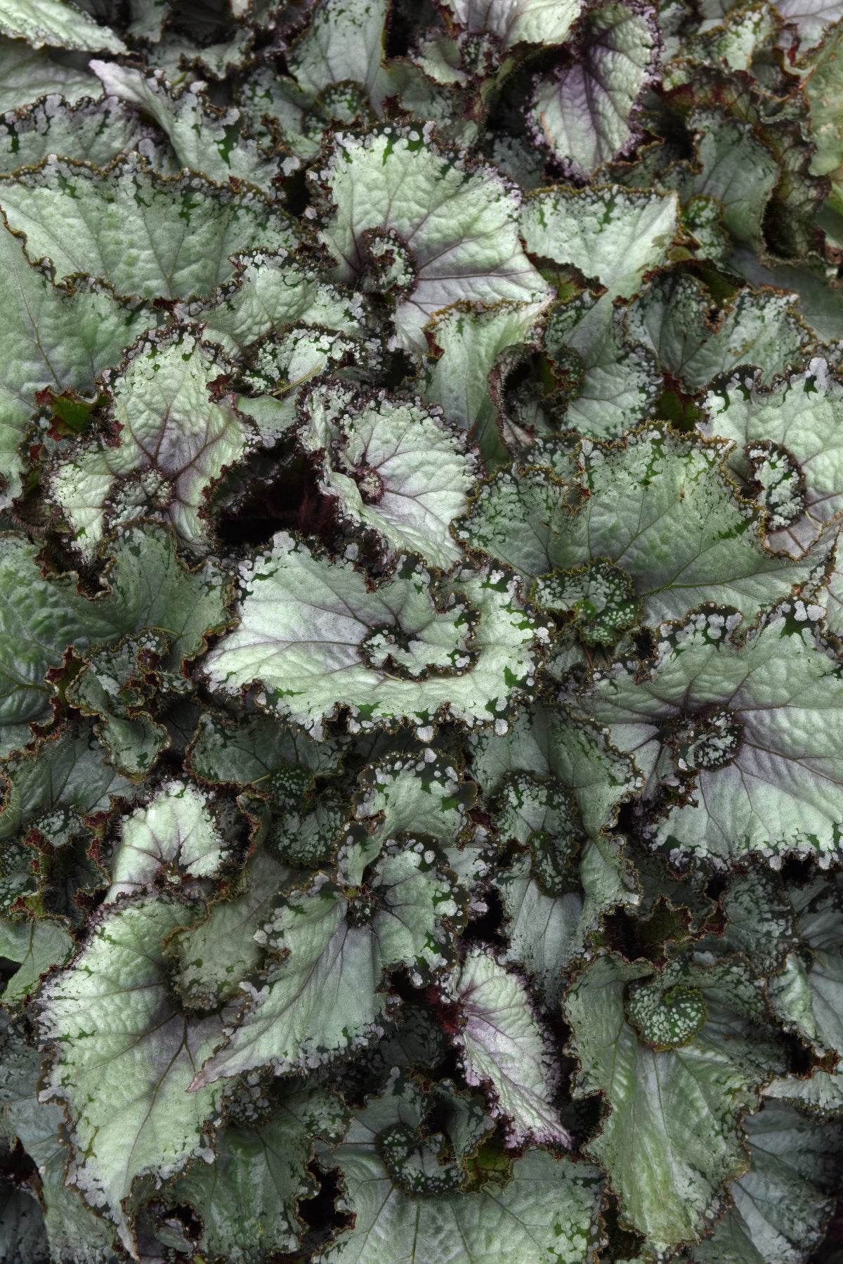 6 in. Jurassic Jr. Arctic Twist Rex Begonia - 2 Piece