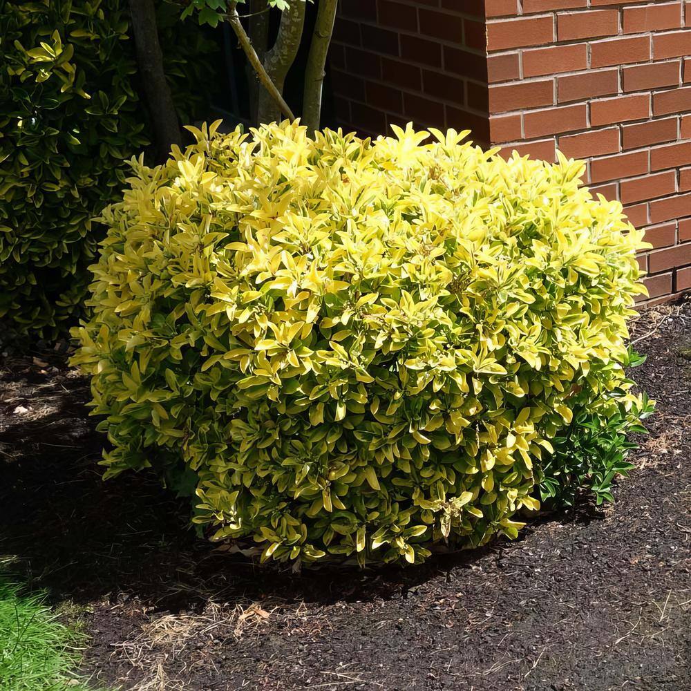 national PLANT NETWORK 2.25 Gal. Euonymus Golden Flowering Shrub with White Blooms HD1080