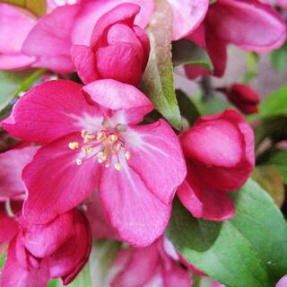 1 Gal. Centurion Crabapple Tree with Pink Blossoms CRACEN01G