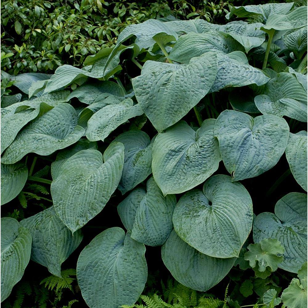 BELL NURSERY 2 Gal. Hosta Green Live Perennial Plant (1-Pack) HOSTA2GRE1PK