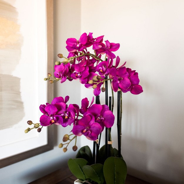 Orchid Arrangement