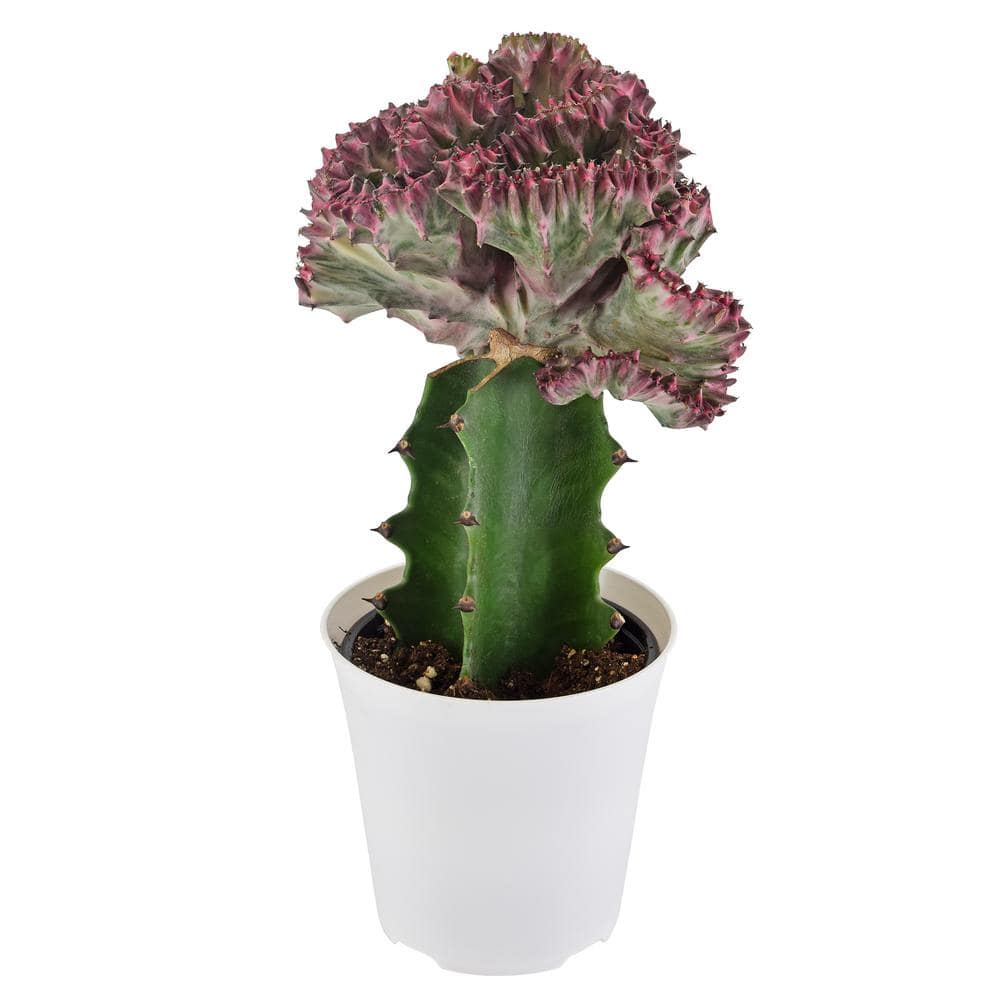 Arcadia Garden Products 4 in. Light Purple Mermaid Tail Coral Cactus Live Indoor Plant in White Plastic Grower Pot LV91