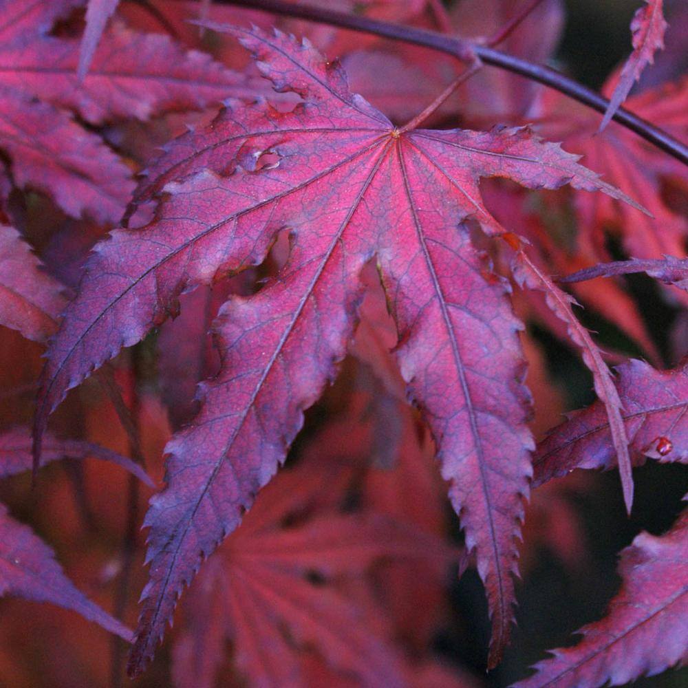 Spring Hill Nurseries Crimson Queen Japanese Maple Potted Ornamental Tree (1-Pack) 96255