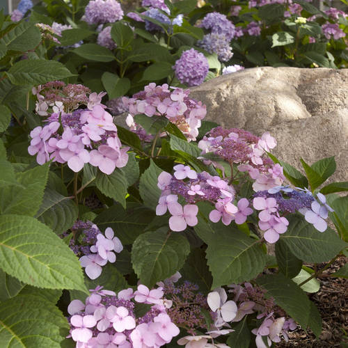 Twist-n-Shout Endless Summer Hydrangea (1 Gallon) Flowering Deciduous Shrub with Deep Pink or Periwinkle Blue Lace-Cap Blooms - Part Sun Live Outdoor Plant