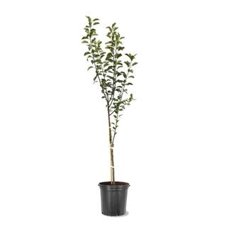 5 gal. Pink Lady Apple Tree APPPIN05GSL