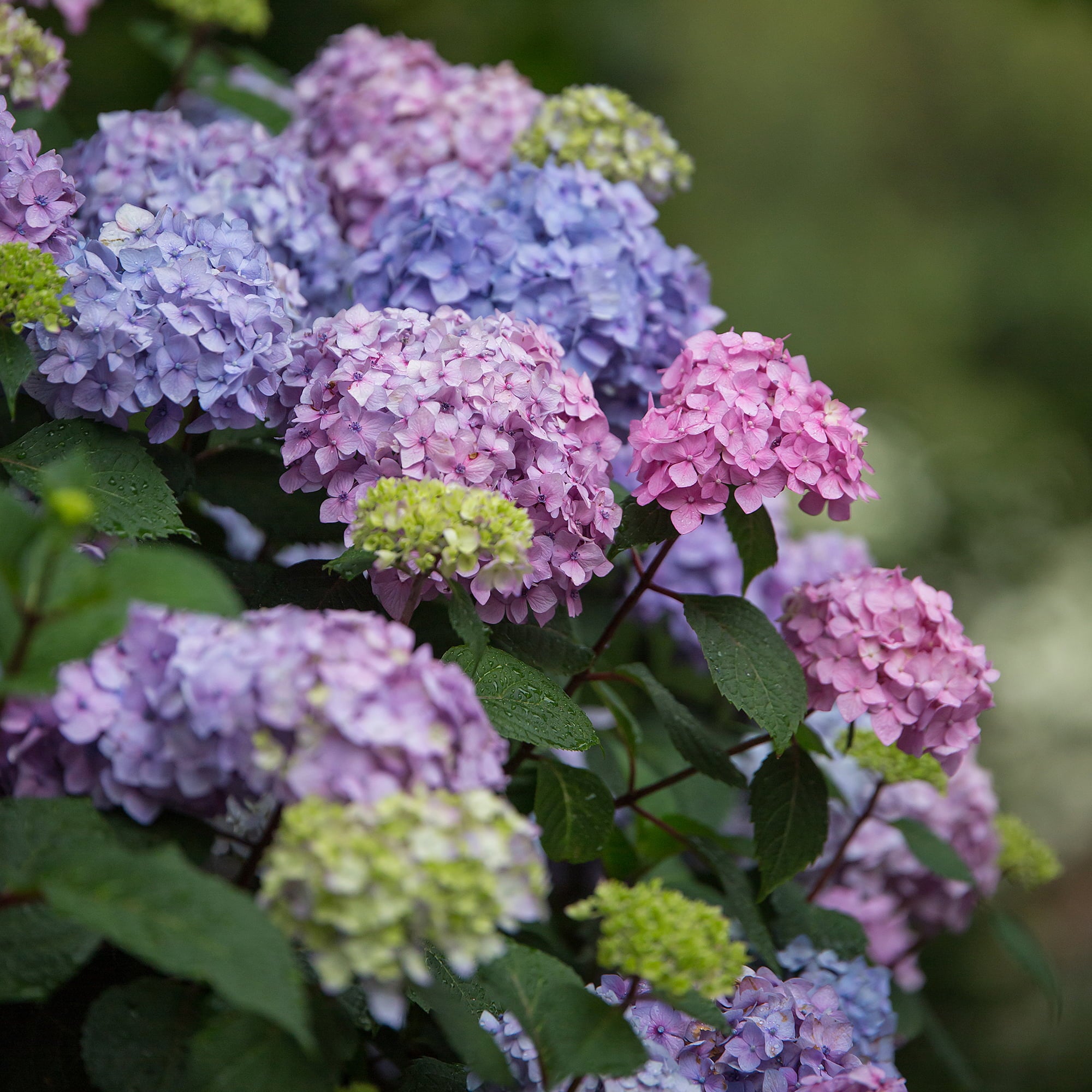 Endless Summer Hydrangea Bloomstruck Live Shrub (3 Gallon)