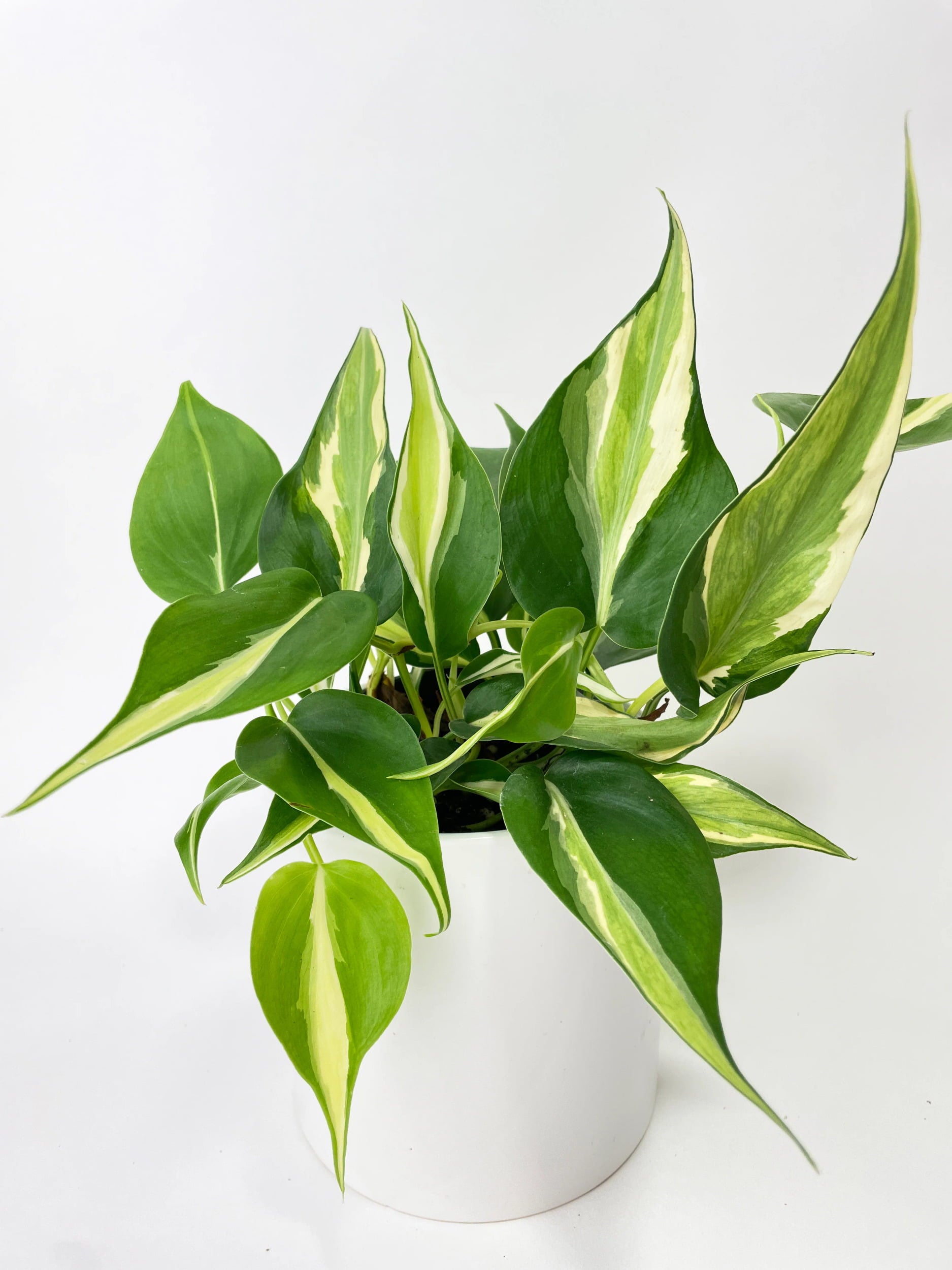 Philodendron Hederaceum Silver Stripe