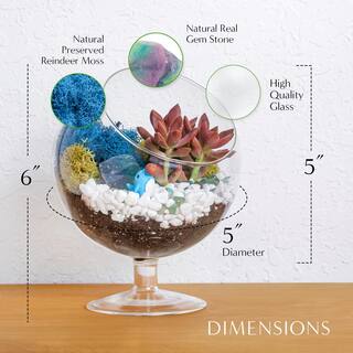 Creations by Nathalie 6 in. Chalice Glass Terrarium Kit with Live Succulent Reindeer Moss Crystals Rocks Tools and Figurine CW-OS3V-9UGJ