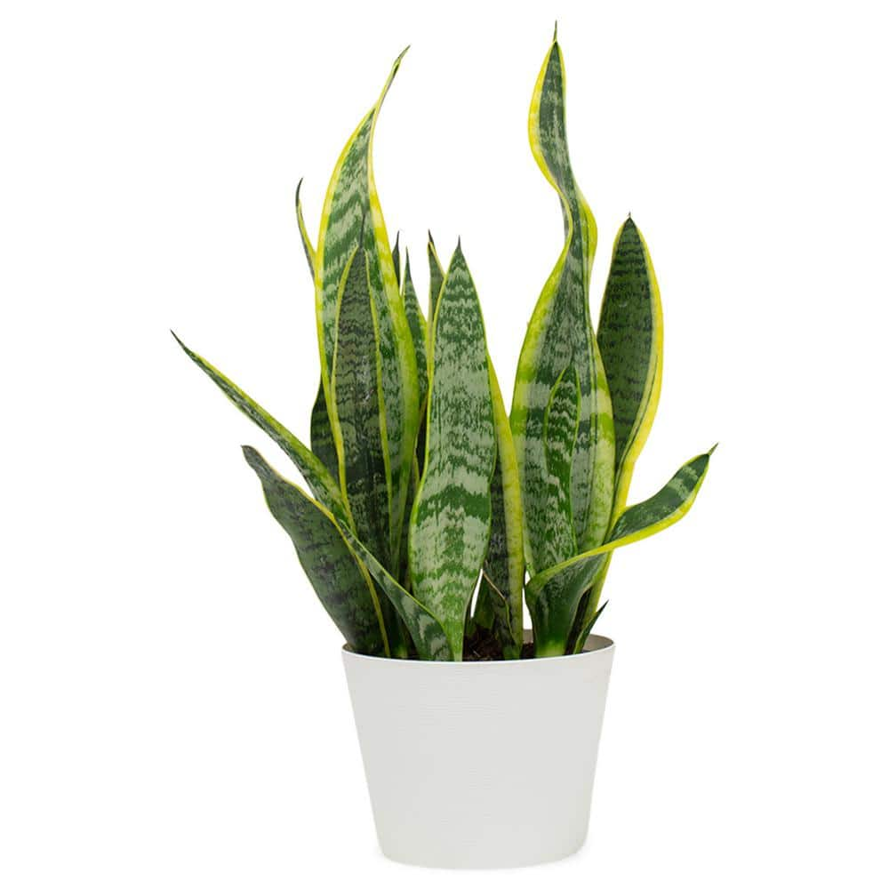 Pure Beauty Farms 1.5 Qt. Snake Plant Sansevieria Laurentii Plant in 6 in. Designer Pot BOPIS3297