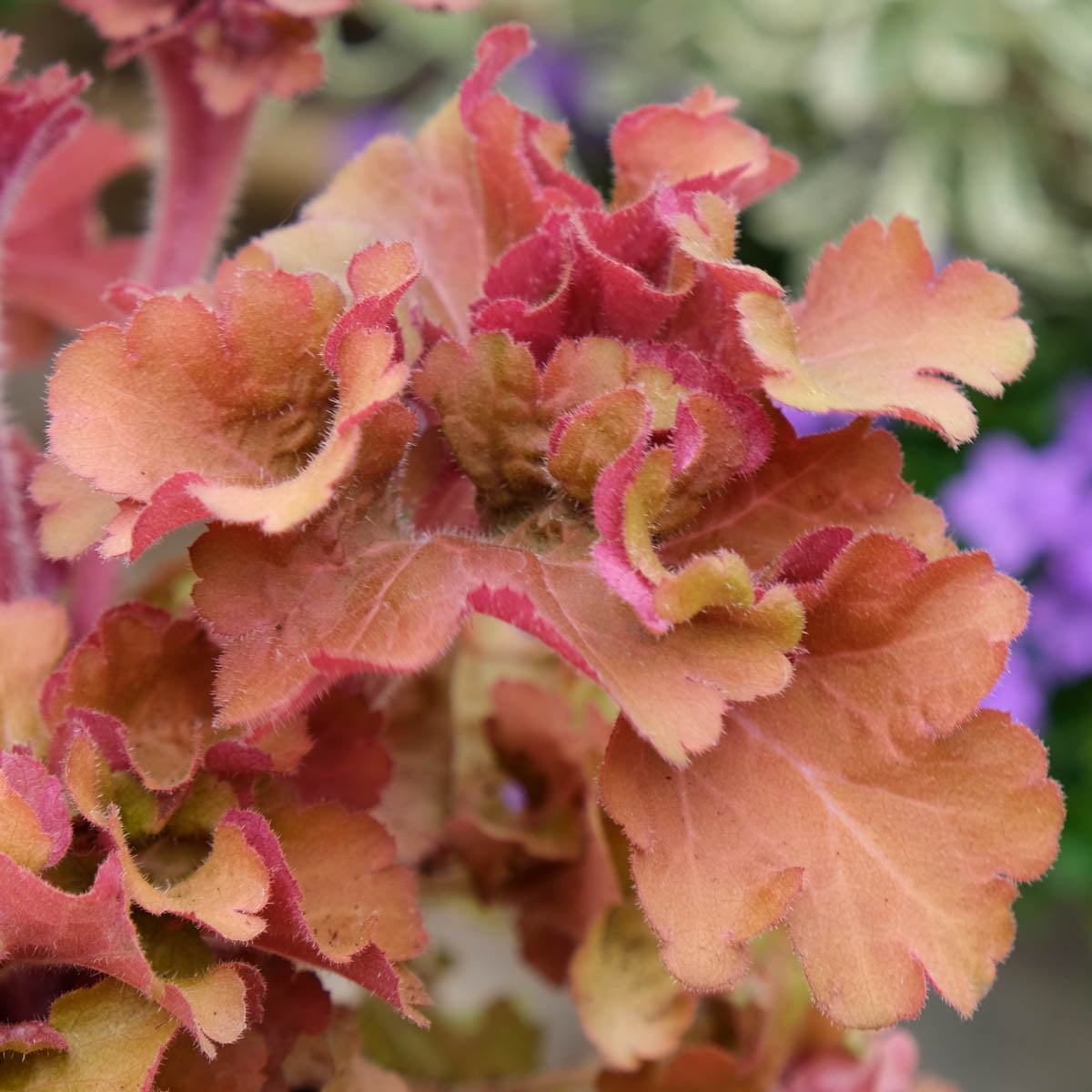 Frilly Leaved Coral Bells Shade Loveing Perennial， Bare Root Starter Plant 1-Pack