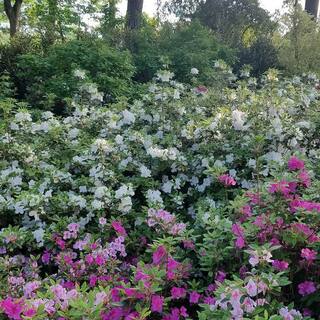 ENCORE AZALEA 1 Gal. Autumn Angel Shrub with Clear White Reblooming Flowers 80631