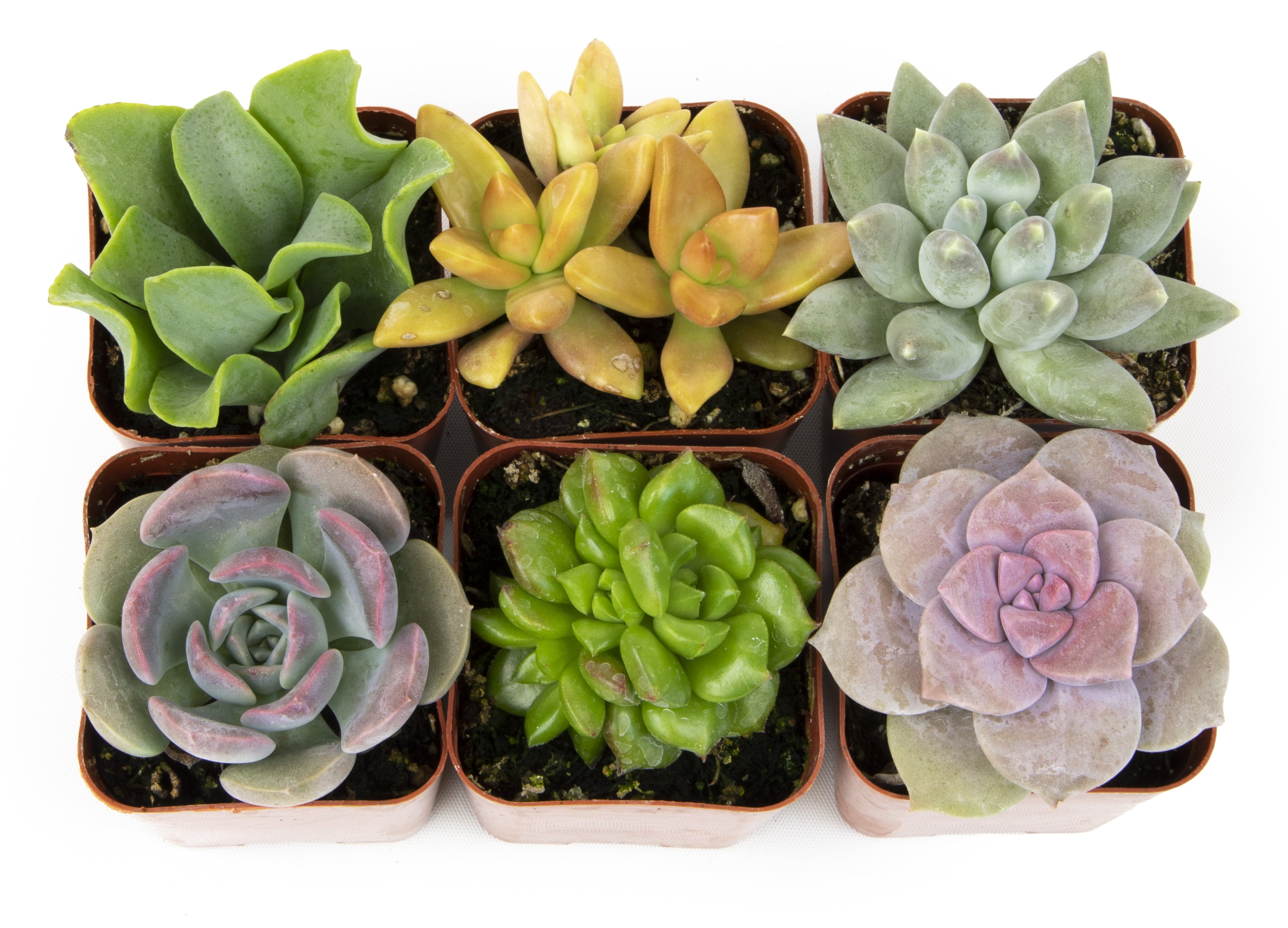 Element by Altman Plants Multicolor Succulent， Live Indoor House Plants with Grower Pots ， 2 inch ， Pack of 6