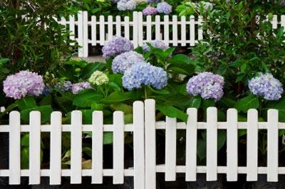 Endless Summer Hydrangea Shrub - Giant Blooms from Spring until Fall - Cannot Ship to AZ